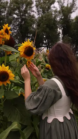 The harvest season has begun 🌻 #harvest #harvestseason #cottagecore #cottagecoreaesthetic #princesscore #hobbit #hobbitlife #sunflowers #softgirl #farmgirl 