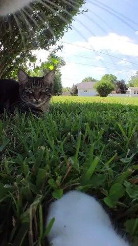 Cats on the run! 🐈🐈‍⬛ #fyp #cat #meow @insta360_official Go 3