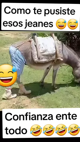 Mascotas Reaccionan En Tiktok: Video de risa. #funnyanimals #mascotasreaccionan #burros #lomasvistoentiktok #risass #comediantestiktok #comedyking #humortiktok #graciosostiktok #tendencias2023 #tiktokparahoy #animalesgraciosos #animalesdivertidos #lomasvistoentiktok😎😎🔥 #siteriespierdes🤣😂 