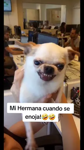 Bueno pero no te enojes!! jaja #mamálola  #asisoy  #peroporqueestaenojada  #buenoperonoseenoje  #fyp #fypシ  #foryoupage  #parati  #foruyou  #paratiiiiiiiiiiiiiiiiiiiiiiiiiiiiiii  #funny  #viral #funnyvideos #humor  #tiktok  #viraltiktok  #capcut  #porqueestaenojada  #littlechihuahua  #perroenojado 