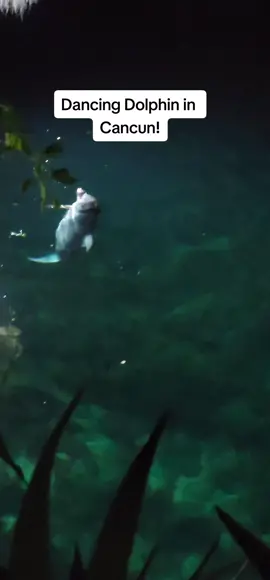 #cancun  #dolphin #dancer 