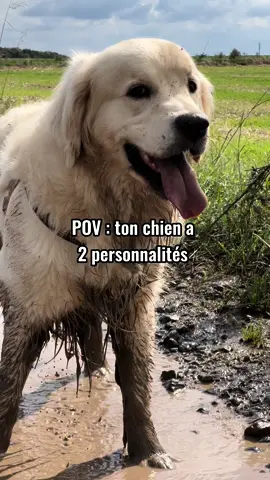 C’est pas le même #goldenretriever #fyp #foryou #pourtoi 