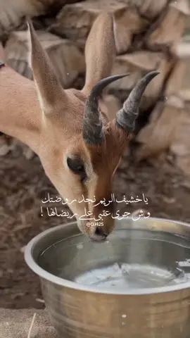 ‏ياخشيف الـريم نـجد روضـتك ..     #محمد_عبده #خشيف_الريم #خالد_الفيصل 