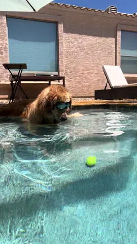 Trying to lift the ball with their minds #goldenretriever #dogsoftiktok #tub #blue 