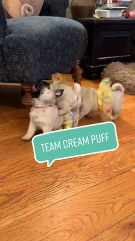 Dance Pups…WOOF!!💗🐾💛🐾🩰🐾💚🐾🧡  #D#DanceClassP#PuppyLifeP#Pugdashians