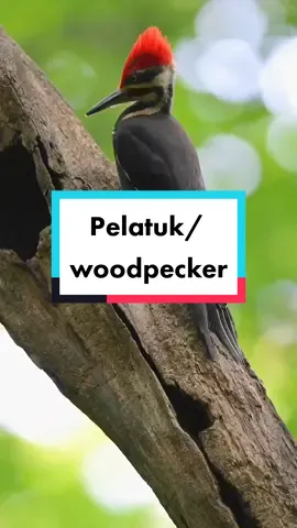 burung pelatuk/ woodpecker #burungpelatuk #woodpecker #burungliar #naturebird #bird #naturesound #CapCut 