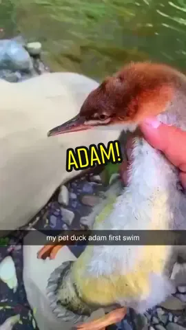 Adam !  ducks first swim #greatlondini #funny #fyp #ducks #animals #funny 