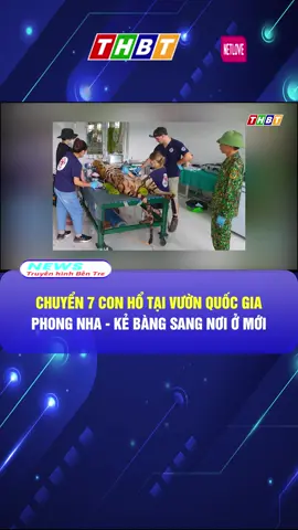 CHUYỂN 7 CON HỔ TẠI VƯỜN QUỐC GIA PHONG NHA - KẺ BÀNG SANG NƠI Ở MỚI #dthbentre#mcv#socialnews#news#tiktoknews#onhaxemtin#TetMaiMan #VietNamToiYeu #stitch #anime