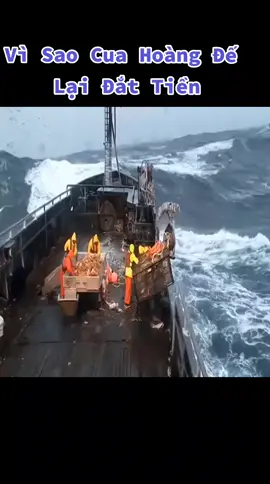 Cách mà ngư dân đánh bắt Cua Hoàng Đế.