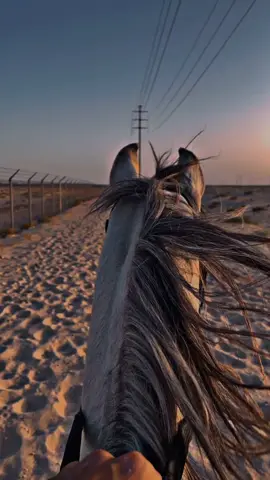 علي بن يوسف❤️🐎#CapCut #اكسبلورر 