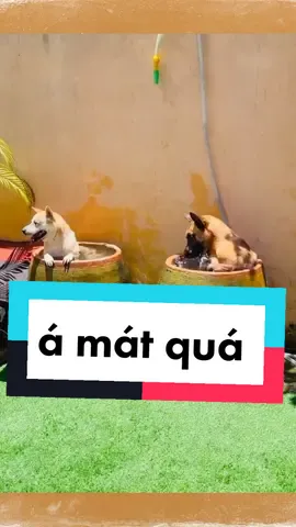 nóng quá đi tắm thôi #giaitriviet24h #hàihướcvuinhộn #giaitri 