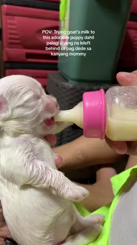 GOATS MILK FOR PUPPIES Kawawa kasi palaging nahuhuli sa pagdede sa kanyang mommy dahil mag inuuna pa ang tulog🥹 #goatsmilk #goatsmilkforpets #milkfordogs #milkforpuppies #milkfeeding 