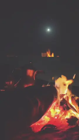علينا من الدنيا ضغوطٍ ماهيب شوي  وهو يحسب ان الله خلقنا على شانه..