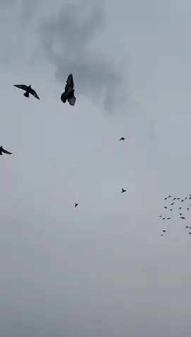 Lemmens Pigeons vs. Falcon The falcon tried to chase the Lemmens birds, he tried to take a bird, but he failed. Lemmens' birds were faster, and they were able to play with the falcon. #racingpigeons #pigeonsport #pigeonkuif 