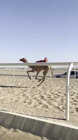 #الابل #تبوك #الاصايل #الهجن #تدريب #سباق 