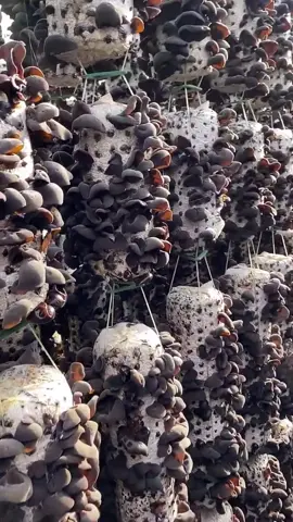 #blackfungus #mushroom #mushroomgrowing