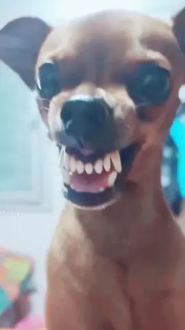 كلب يضحك لا يفوتكم😂😅 #شعب_الصيني_ماله_حل😂😂 