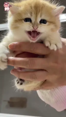 cute cats🥰🥰  @7funnypets #cute #cat #cutecat #kucing #pets #cutepets #petlover #trending #fyp #trending #Love #animals #cuteanimals #cat 