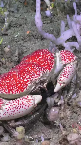 makan dulu yuk guest #kepiting #kepitinglaut #kepitingmakan #laut #sea 