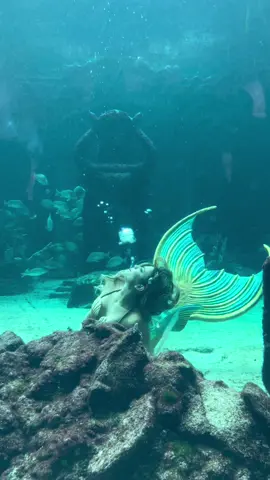 How many bubble tricks can you count?🫧  Performing at @AtlantisBahamas  #mermaid #mermaids #mermaidlife #mermaidshow #professionalmermaid #thelittlemermaid #aquarium #mermaidtank #atlantisbahamas #bubbles #mermaidelle 