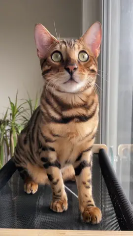 My stunning baby boy called Arthur ❤️ #supermodelcat #bengalboy #kittensoftiktok #novacub 