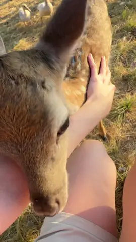 Bb deer chases me everywhere! 🥰🦌 LORGE geese 🪿 shuddup Red! 🦃 chaos 😩 #animals #farm #farmlife #turkey #deer #geese 