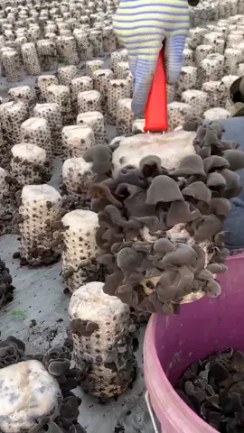 OMG 1 minute 😱  !! 🍑🥝🥭🍍🌵 #asmr #fruit #fyp #fypシ #fy