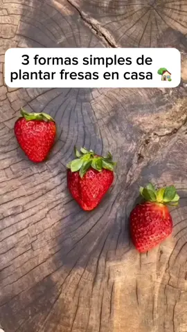 3 formas simples de plantar fresas en casa 🍓 #huertoencasa #huertocasero  #cultivarencasa #comosembrar #sembrarencasa #cultivarfresasencasa #cultivafresas 