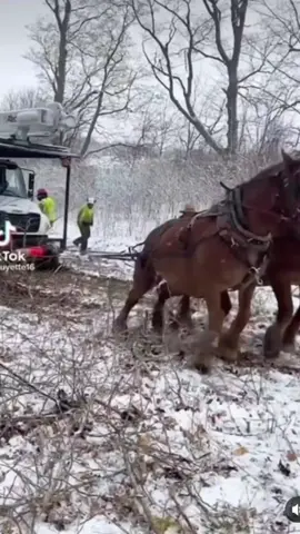 now that's horsepower 🐎🚒💪 . 🥰🎥 @toolsinaction @guyette16  . #horsepower #horses #amazing 