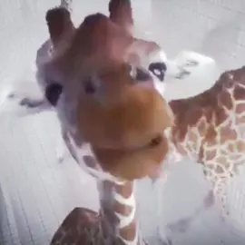 Nobody talking about the rizz giraffe #rizzgiraffe  #rizz #whitetee #meme #fy #fyp #fypシ゚viral #xaothic 