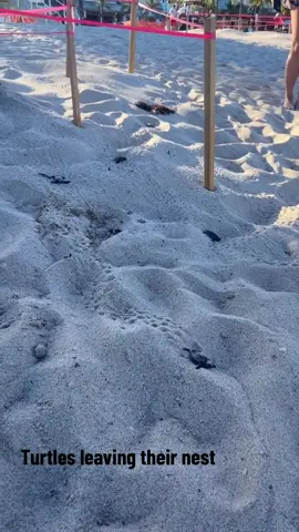 Enjoying #nature witnessing #turtles leaving their #nest #beach #sealife #florida #tortugas 