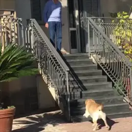 Dog dancing with owner #tiktok #animals 