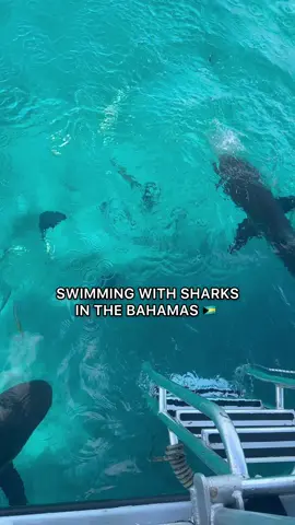 First cruise was amazing! I had the chance to swim with some Sharks. Thank you @Virgin Voyages #fyp #cruise #shark 