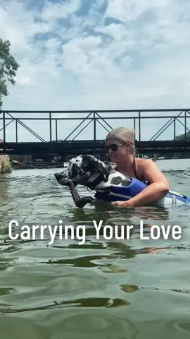 #roccothegreatdane #greatdanepuppy #harlequingreatdane #dogsoftiktok #greatdane #dogswimming #floatcoat #doglifejacket #cute #adorable #blueeyes #bigdog #dogmom #funny #funnydog #doghumor #mamasboy #spoiled 