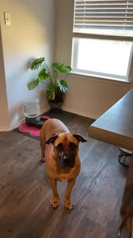 It really does take a village #funny #plantsoftiktok #plantaunt #plants #dog #voiceover #appa #gogeta #dogsoftiktok #dogs #humor #Vlog 