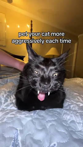 shes such a good sport #cat #catsoftiktok #fyp #foryoupage #xyzbca 