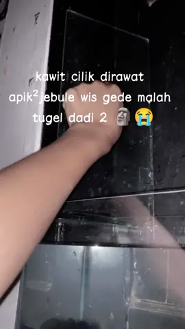 P infone wir bakul cupang si cedak Ng ndi ?  #cupangindonesiaofficial  #cupang_cantik  #ikancupang  #ikancupanghiasindonesia  #ikanhiascupangindonesia  #ikanhiasairtawar  #sadstory  #sadvibes 