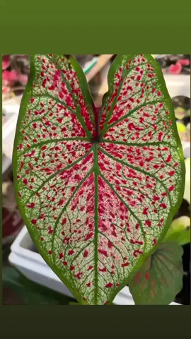 #caladiumlovers #caladiumplants #caladiumhibridindonesia #caladiumbicolor 