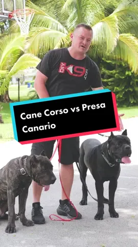 Cane Corso vs Presa Canario: Which Dog Is Right for You? #dog #canecorso #canecorsoitaliano #presacanario #dogs #puppy #doglover #fyp 