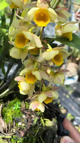 kiều mỡ gà lâm đồng 