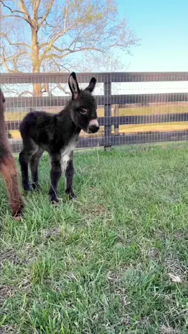 cute donkey#donkey #donekoftiktok  #babydonkey #minidonkey