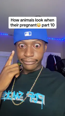 #greenscreen how animals look when their pregnant😳#fyp #viral #foryou #animals #pregnant #meerkat #squirrel #squirrels #squirreltok #squirrelsoftiktok #pregnanttiktok #pregnantlife #pregnant🤰#pregnantbelly #pregnanttok #wow #shocking #shockingvideo #shockingvideos #thatscrazy #aintnoway #mustsee #woah #animaltok #animalsoftiktok 