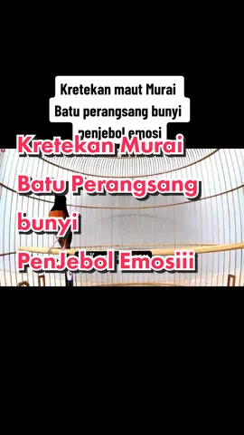Kretekan Murai Batu Perangsang bunyi  penjebol emosi #muraibatu #muraibatumedan #muraibatumania #muraibatuekorpanjang #murai #kicaumania #kicaumaniaindonesia #kicaumanianusantara #kicauburung #kicau #viraltiktok #tranding #trandingvideo #viralvideo #fyp #fypシ #tiktok 