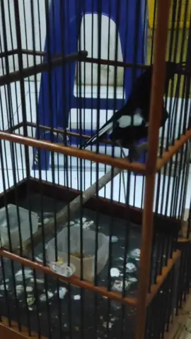 #pocigacor #kacermaniaindonesia #kacerpocigacor#kacerpociindonesia 