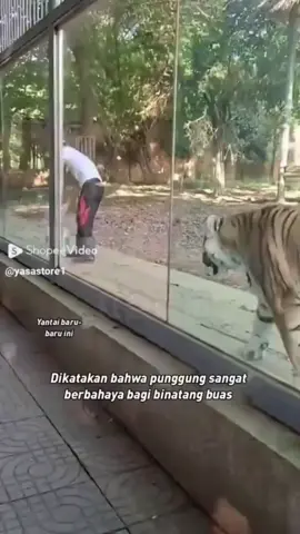 #hilang harga diri harimau😂# #harimau #harimaumalaya #tiger #tigerking #king #animal 