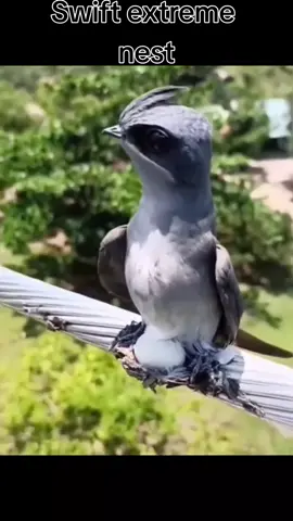 This crested tree swift mistaken this power line for a tree.. #tiktoktrend #trendingvideo #viral #viralvideo #viraltiktok   #foryoupage #swift #swifttok #swifts #swiftsoftiktok #treeswift #crestedtreeswift #extremenesting #powerline #nesting #dangerzone #foryoupageofficiall #foryou #toptiktok #tiktok #tiktoker #fyp #fypシ #birdview  #birdwatching #exoticbirds #allbirds #birdlover #birds #bird  #birdtok #birdslove #birdbox  #southafrica #birdsoftiktok #birdtok🦜 #birdtiktok #birdtiktoks #topbirds #topbird #birdvideos #allaboutbirds #justbirds #topvideo #amazingvideos #flight #flighthouse #mustwatch #todaytrending #todaysvideo #capetown #birdflight #flying #peru #malasia #wildlife #animals #cutebirds #usa #us #birdsoftiktok #birdsofprey #usa_tiktok #spain #españa #indonisia #brazil #mexico #papaeugenio #australia #australian #australiatiktok #australianbirds #turkey #thephilippines #unitedkingdom #Unitedstates #russia #philippians #india #vietnam #combodia #pakistan #thailand #philippine #india #indian #indiantiktok #indiatiktok #philippines #philippinestiktok #philippines🇵🇭tiktok #usa #usatiktok #usa🇺🇸 #indonisia🇲🇨 #indonisiantiktok #indonisiamalaysia #brazilian #brazil🇧🇷 #braziltiktokervideo #braziltiktok #braziltiktok🇧🇷 #braziltiktokers