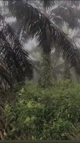 drain 🌧️ hujan air #kebun sawit #estetik 