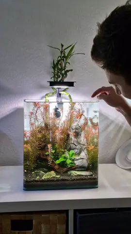 Strong bond between me and Peachy 🍑 our Betta fish 🤩 Feeding him showing him that you are the feeder, makes him enjoy your attention and brings you close to him. #betta #bettafish #betta_lover #bettatank #nanotank #aquarium #aquascape #aquascaping #feedingfish #connectionwithnature 