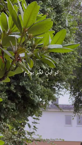 #mohsenchavoshi 