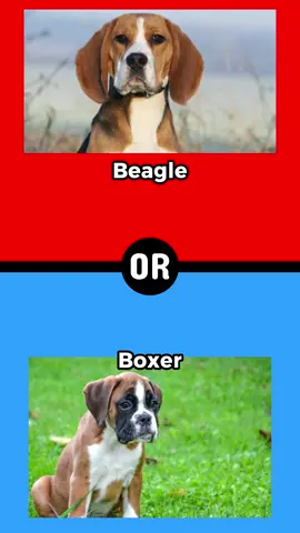 What Would You Rather? #quiz #trivia #games #wouldyourather #dog #pets